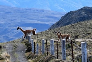 Puerto Natales: Full Day Torres del Paine + Milodon Cave