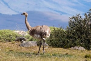 Puerto Natales : Journée complète Torres del Paine + grotte de Milodon