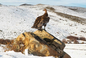 Puerto Natales: Hele dag Torres del Paine Tour