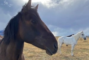 Puerto Natales: Horseback Riding with Horse Connection