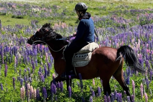 Puerto Natales: Passeios a cavalo com a Horse Connection