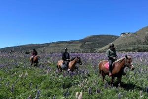 Puerto Natales: Passeios a cavalo com a Horse Connection