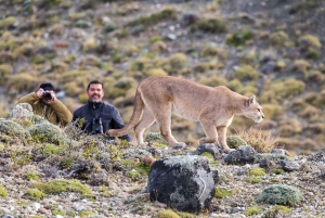 Puerto Natales: Puma Tracking Photo Safari
