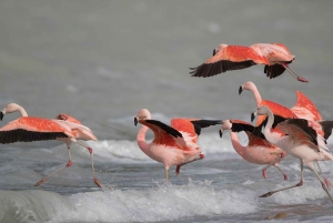 Puerto Natales: Puma Tracking Photo Safari