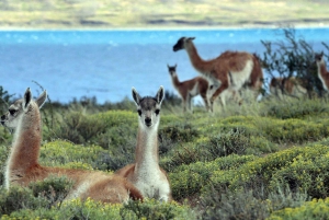 Puerto Natales: Puma Tracking Photo Safari