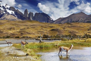 Puerto Natales: Puma Tracking Photo Safari