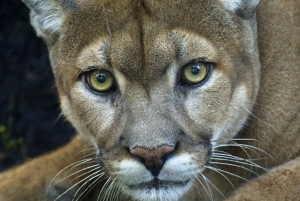 Puerto Natales: Puma Tracking Photo Safari
