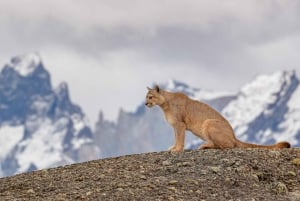 Puerto Natales: Puma Tracking Photo Safari