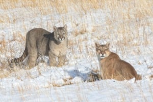 Puerto Natales: Puma Tracking Photo Safari