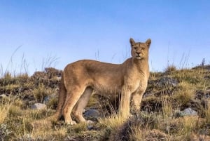 Puerto Natales: Puma Tracking Photo Safari