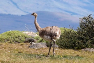 Puerto Natales: Puma Tracking Photo Safari