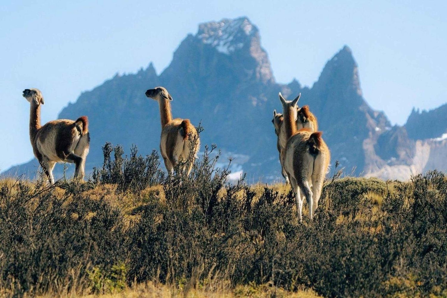 Puerto Natales: tour di 1 giorno a Torres del Paine e alla grotta del Milodonte