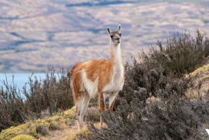 Puerto Natales: Torres del Paine Park Full-Day Hike