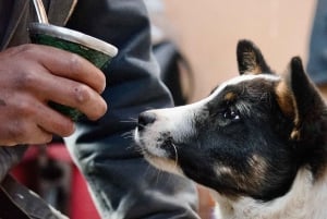 Puerto Natales: Traditional Horseback Riding Experience