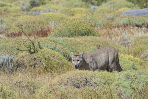Puerto Natales: Trekking Base Torres mit einem Guide