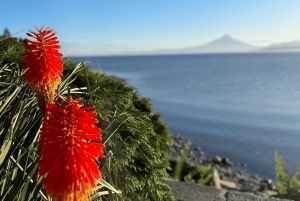 Puerto Varas: Halvdagstur til Puerto Montt inkludert.