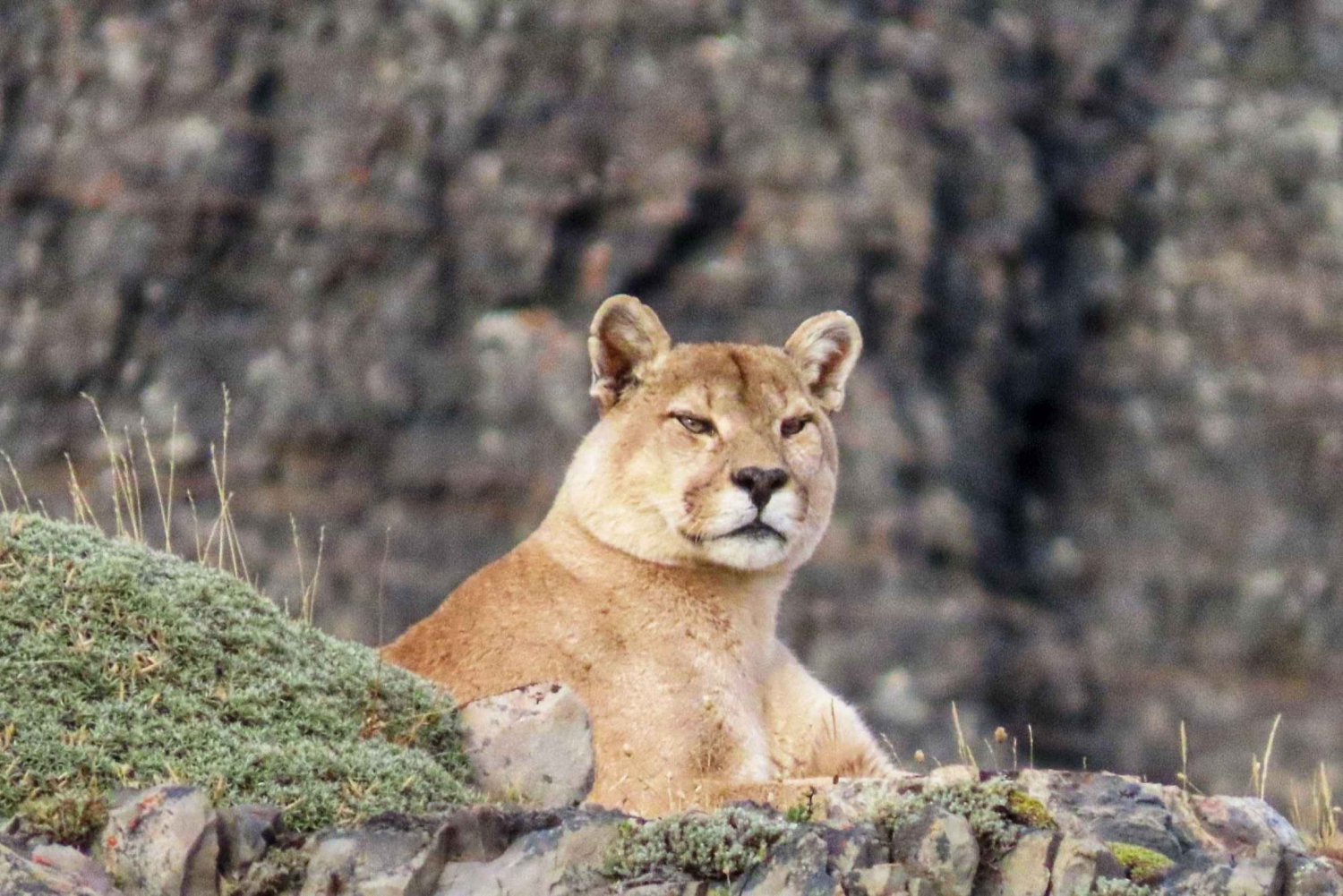 Puma-safari - Torres del Paine