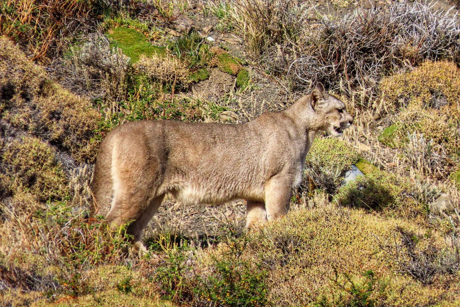 Puma safari - Torres del Paine