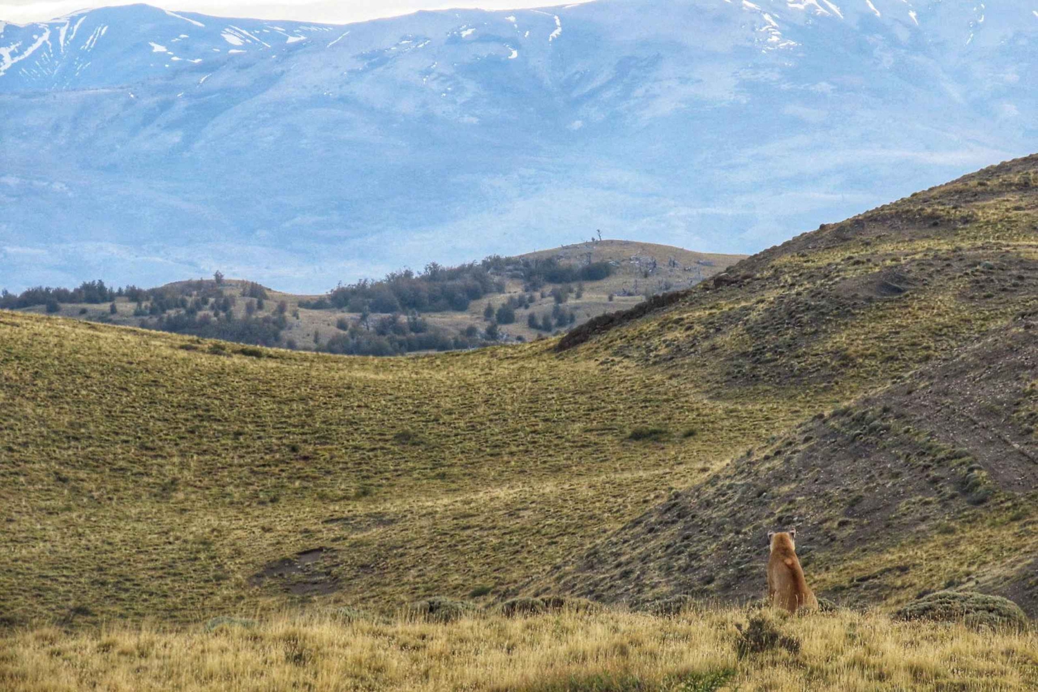 Puma safari - Torres del Paine