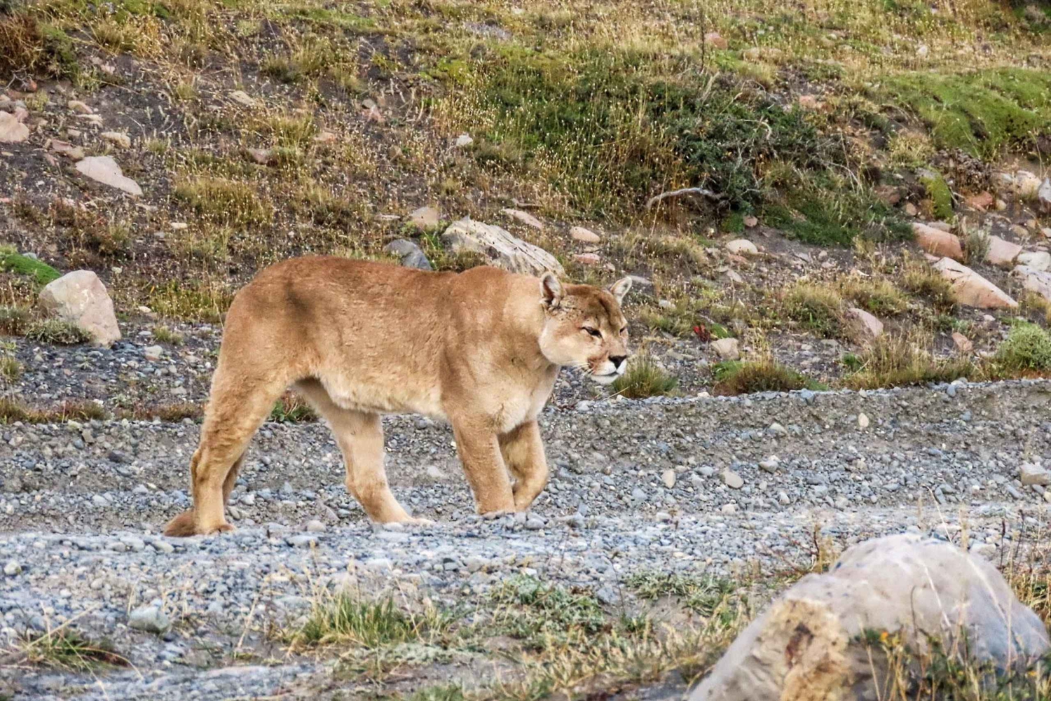 Puma safari - Torres del Paine