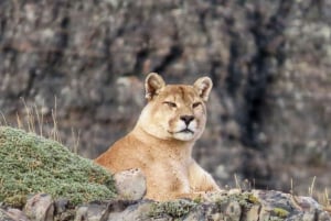 Puma Safari - Torres del Paine