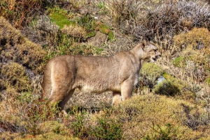 Puma safari - Torres del Paine