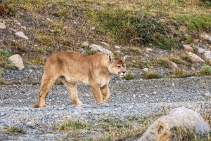 Puma safari - Torres del Paine