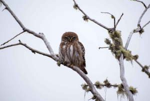 Puma safari - Torres del Paine