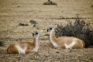 Puma safari - Torres del Paine