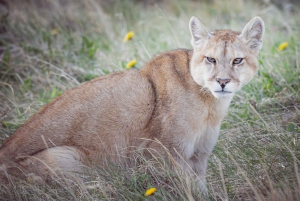 Puma Tracking (Puma spotting) - Torres del Paine