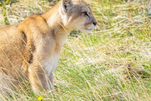 Puma Tracking (Puma spotting) - Torres del Paine