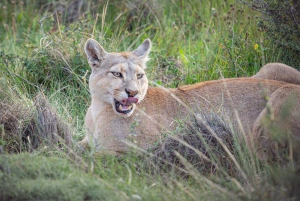 Puma Tracking (Puma spotting) - Torres del Paine