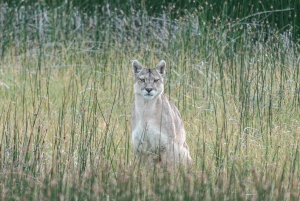 Puma Tracking (Puma spotting) - Torres del Paine