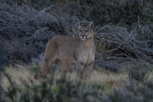 Puma Tracking (Puma spotting) - Torres del Paine