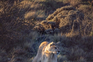 Puma Tracking (Puma spotting) - Torres del Paine