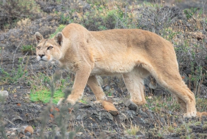 Puma Tracking (Puma spotting) - Torres del Paine