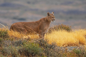 Puma Tracking (Puma spotting) - Torres del Paine
