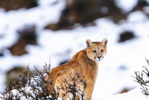 Puma Tracking (Puma spotting) - Torres del Paine