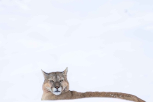 Puma Tracking (Puma spotting) - Torres del Paine