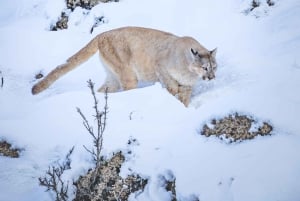 Puma Tracking (Puma spotting) - Torres del Paine