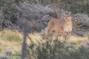 Puma Tracking (Puma spotting) - Torres del Paine