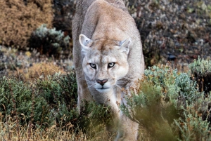 Puma Tracking (Puma spotting) - Torres del Paine