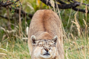 Puma Tracking (Puma spotting) - Torres del Paine