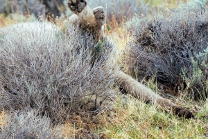 Puma Tracking (Puma spotting) - Torres del Paine