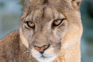Puma Tracking (Puma spotting) - Torres del Paine