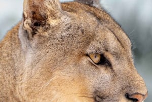 Puma Tracking (Puma spotting) - Torres del Paine