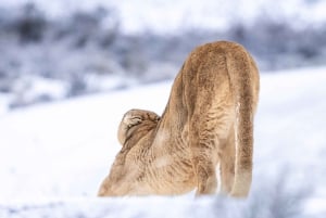 Puma Tracking (Puma spotting) - Torres del Paine