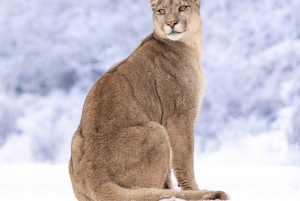 Puma Tracking (Puma spotting) - Torres del Paine