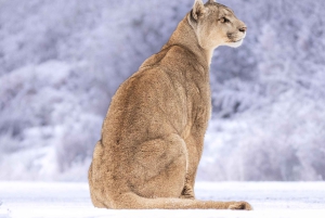 Puma Tracking (Puma spotting) - Torres del Paine