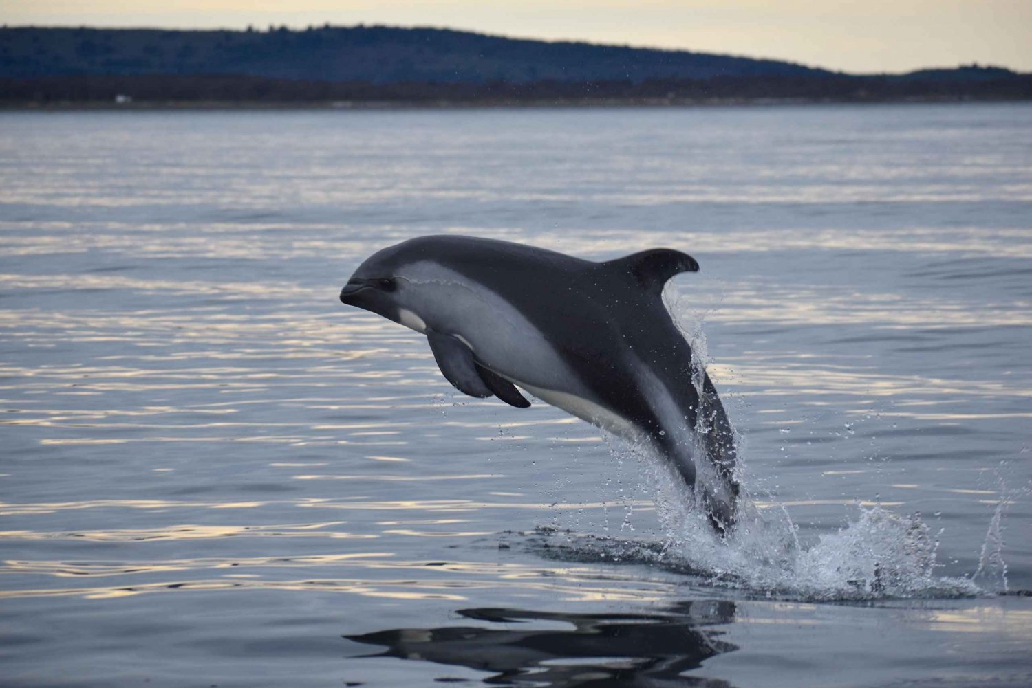 Punta Arenas: Passeio de barco para observação de golfinhos e vida selvagem Austral